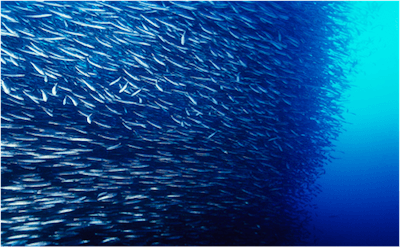 No-Priority, Post-Auth Vulnerabilities