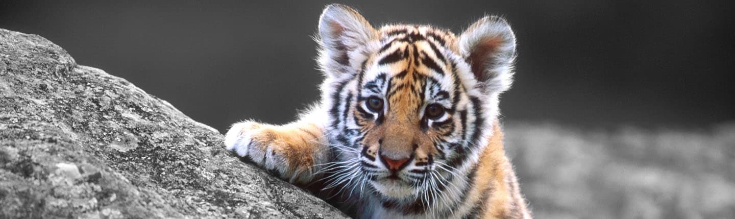 The Data Science Process at Rapid7