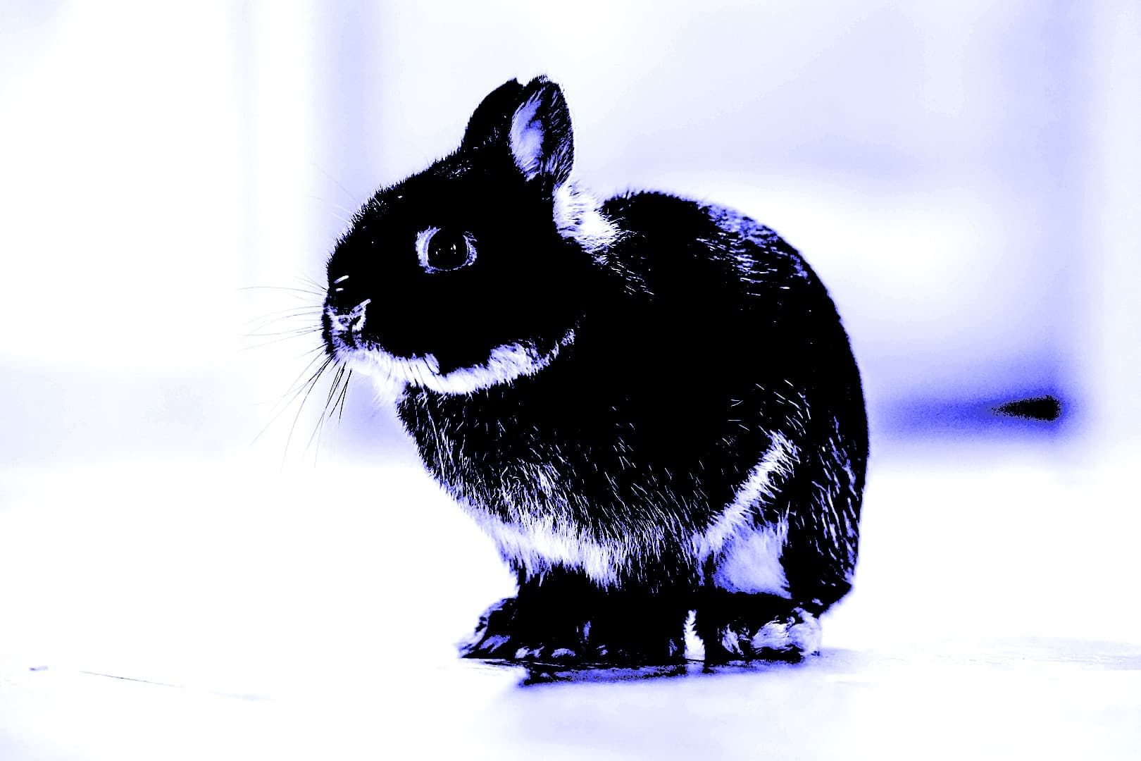 The BadRabbit Ransomware Attack: What You Need To Know