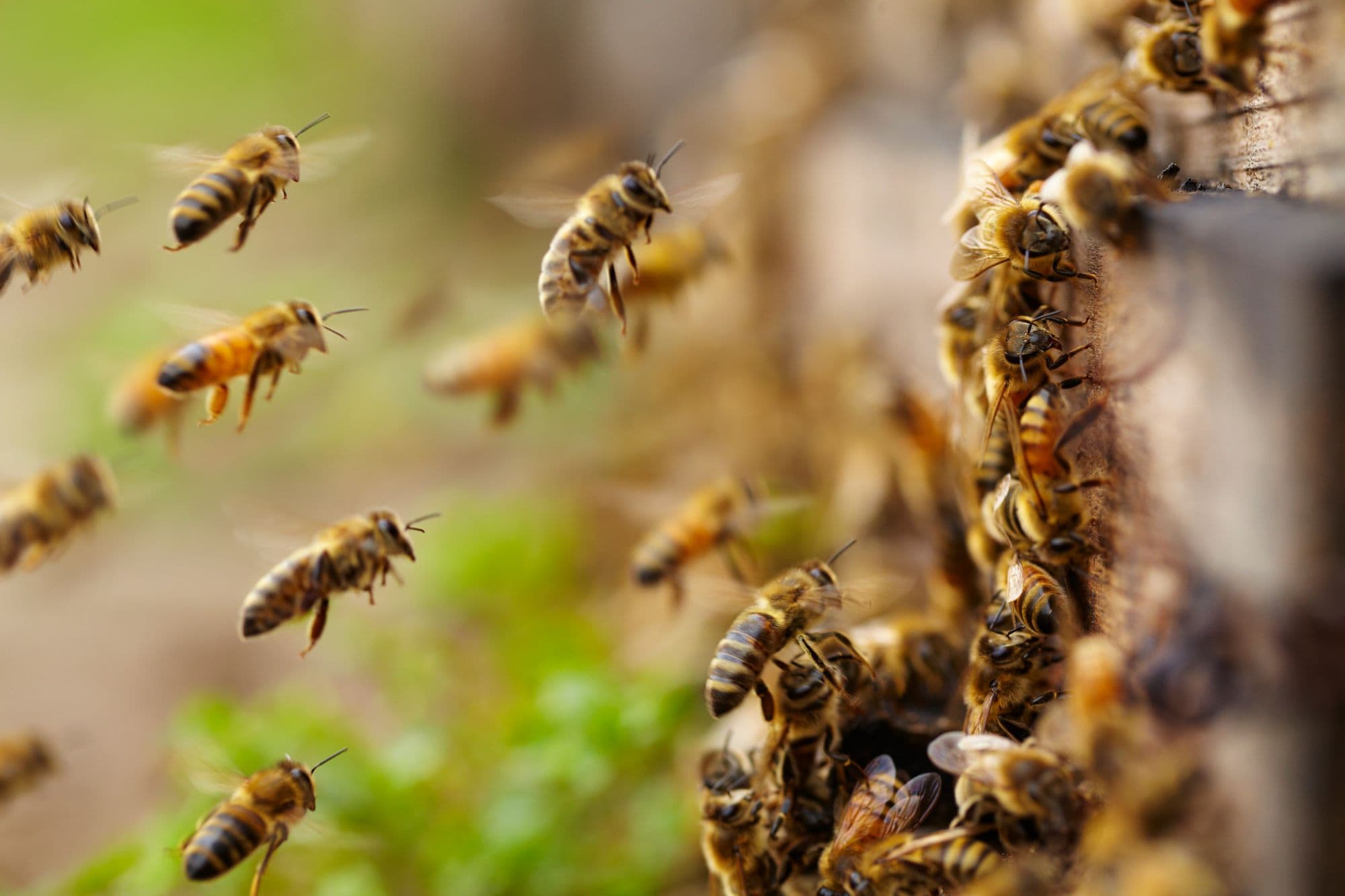 Increasing The Sting of HIVE Ransomware