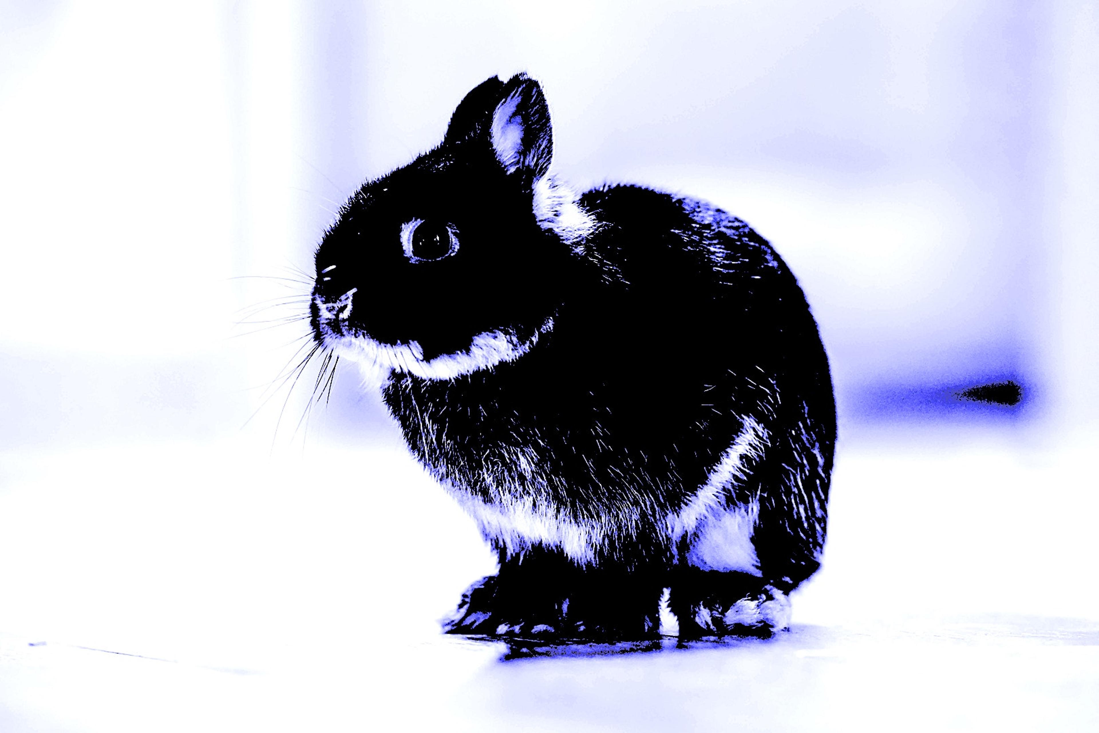 The BadRabbit Ransomware Attack: What You Need To Know